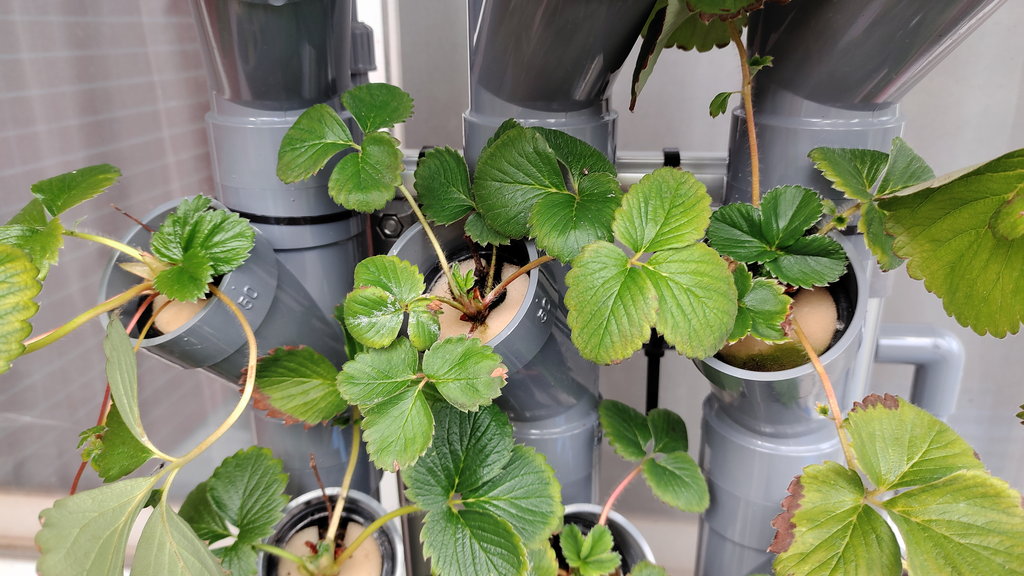 イチゴの定植から1ヶ月がたちました | たかはしさんのDIYで水耕栽培
