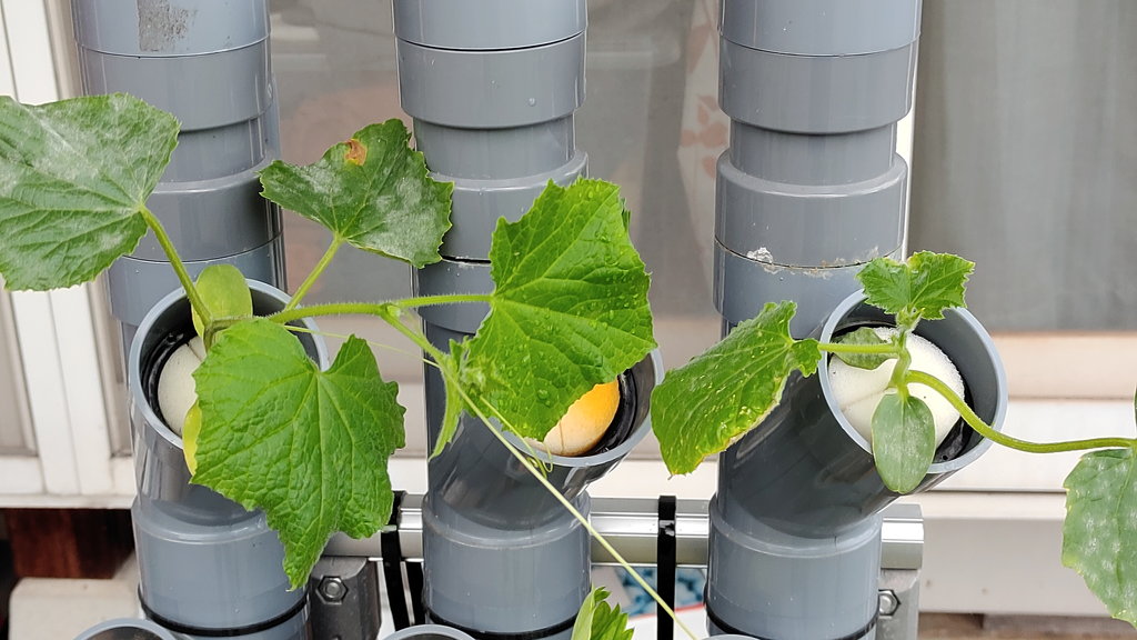 キュウリの苗を水耕栽培装置に定植