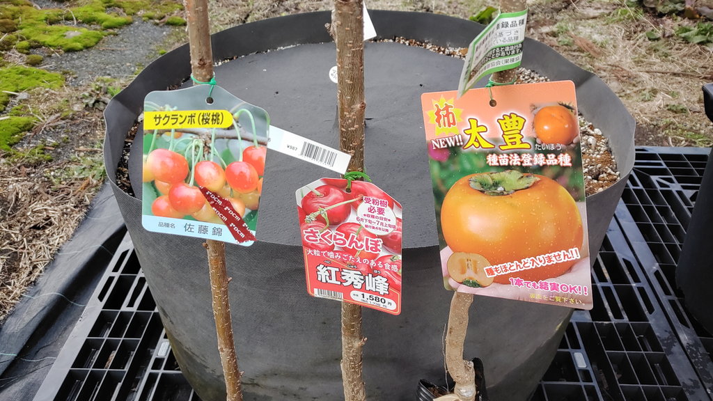 サクランボとカキを始めました | たかはしさんのDIYで水耕栽培＆園芸ブログ