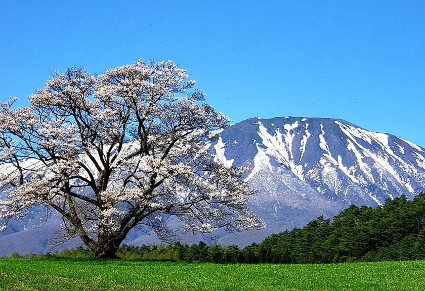 小岩井農場一本桜から八幡平の雪の回廊を楽しむ岩手山周遊 魅知国どっとツアーズ